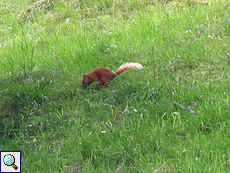 Eichhörnchen (Sciurus vulgaris) im Findhorn Valley