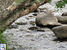 Wasseramsel (Cinclus cinclus) im Findhorn Valley