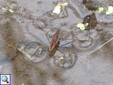 Wasserläufer (Gerris sp.) im Findhorn Valley