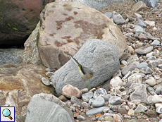 Agile junge Gebirgsstelze (Motacilla cinerea) im Findhorn Valley