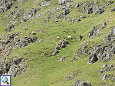 Schafe grasen an einem Hang im Findhorn Valley