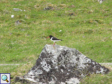 Austernfischer (Haematopus ostralegus) im Findhorn Valley