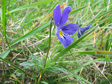 Vogesen-Stiefmütterchen (Viola lutea lutea) im Findhorn Valley