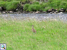 Junger Brachvogel (Numenius arquata) im Findhorn Valley