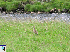 Junger Großer Brachvogel (Numenius arquata) im Findhorn Valley