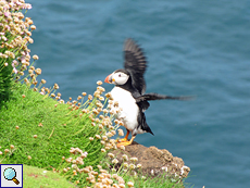 Papageitaucher (Fratercula arctica) auf Handa