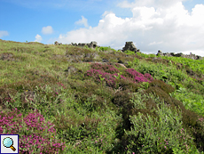 Wildblumen wachsen vielerorts auf Handa