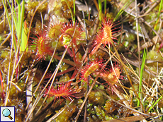 Rundblättriger Sonnentau (Drosera rotundifolia) auf Handa