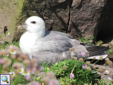 Brütender Eissturmvogel (Fulmarus glacialis) auf Handa