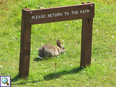 Wildkaninchen (Oryctolagus cuniculus) hinter einem Hinweisschild