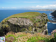 Vorgelagerter Fels mit zahlreichen brütenden Seevögeln