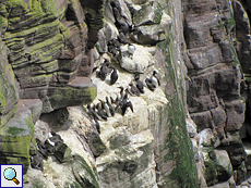 Trottellummen (Uria aalge) haben mit ihrem Kot den Fels weiß gefärbt