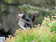 Papageitaucher (Fratercula arctica) kurz vor dem Start zu einem Flug aufs Meer