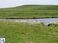 Wiese mit Wollgras und Tümpel auf Handa