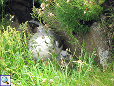Eissturmvogel (Fulmarus glacialis) mit Jungtier