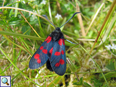 Sechsfleck-Widderchen (Zygaena filipendulae) auf Handa