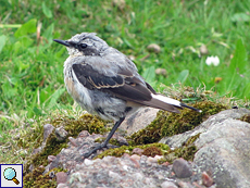 Junger Steinschmätzer (Oenanthe oenanthe) auf Handa