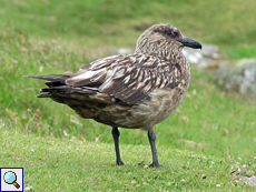 Große Raubmöwe (Catharacta skua) im Regen auf Handa