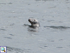 Dösende Kegelrobbe (Halichoerus grypus) im Wasser vor Handa