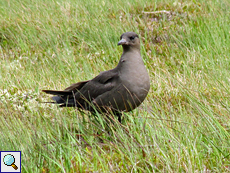 Dunkle Morphe der Schmarotzer-Raubmöwe (Stercorarius parasiticus) auf Handa