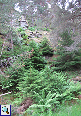 Steiler Felsenhang mit Bäumen im Inshriach Forest