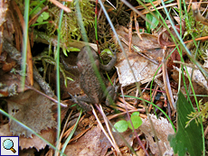 Junge Erdkröte (Bufo bufo) im Inshriach Forest