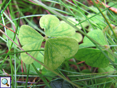 Kleeblatt im Inshriach Forest