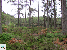 Lichtung im Inshriach Forest