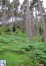 Bäume und Unterholz im Inshriach Forest