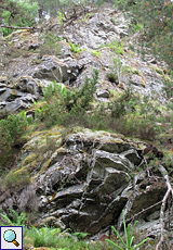 Felsen und Vegetation im Inshriach Forest