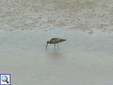 Brachvogel (Numenius arquata) auf einer Schlickfläche an der Kyle of Durness