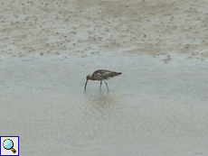 Großer Brachvogel (Numenius arquata) auf einer Schlickfläche an der Kyle of Durness