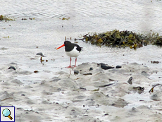 Austernfischer (Haematopus ostralegus) an der Scourie Bay