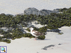 Junge Lachmöwe (Chroicocephalus ridibundus) an der Balnakeil Bay