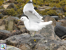 Sturmmöwe (Larus canus) an der Kyle of Durness