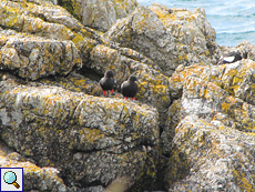 Zwei Gryllteisten (Cepphus grylle) an der Balnakeil Bay