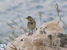 Wiesenpieper (Anthus pratensis) an der Küste bei Leirinmore