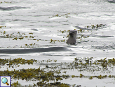 Fischotter (Lutra lutra) an der Kyle of Durness