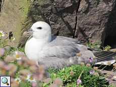 Eissturmvogel (Fulmarus glacialis) auf Handa Island