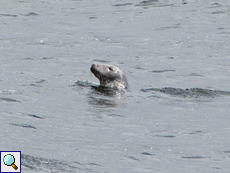 Kegelrobbe (Halichoerus grypus) im Meer vor der Insel Handa