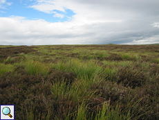 Robustes Gras bedeckt den Boden im Dava Moor