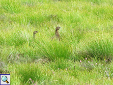 Zwei Schottische Moorschneehühner (Lagopus lagopus scoticus)