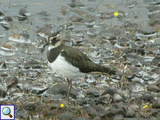 Junger Kiebitz (Vanellus vanellus) am Ufer von Lochindorb