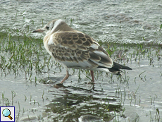 Junge Lachmöwe (Chroicocephalus ridibundus) am Ufer von Lochindorb