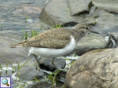 Flussuferläufer (Actitis hypoleucos) am Ufer von Lochindorb