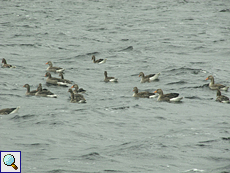 Graugänse (Anser anser) auf Lochindorb