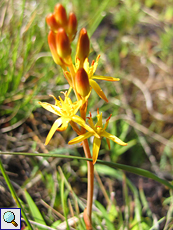 Beinbrech (Bog Asphodel, Narthecium ossifragum)