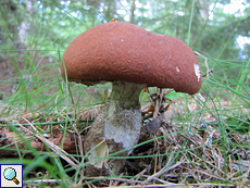 Birken-Rotkappe (Orange Birch Bolete, Leccinum versipelle)