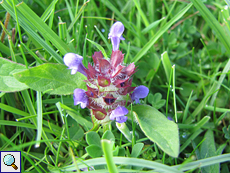 Gemeine Braunelle (Common Selfheal, Prunella vulgaris)