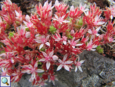 Englischer Mauerpfeffer (English Stonecrop, Sedum anglicum)